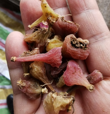 【热卖中】冰球子毛慈菇山慈菇泥滨子独蒜兰直供欢迎采购