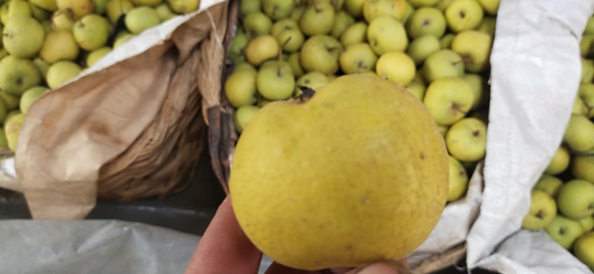 酸梨实物图,展示多个成熟酸梨摆放在果篮中 酸梨实物图