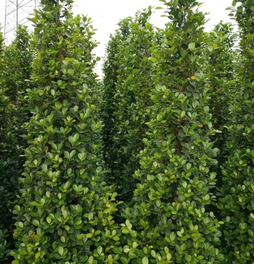 金钱榕火山榕塔形三层