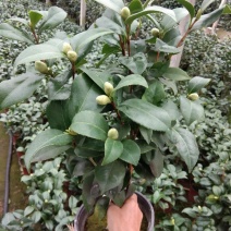 茶花盆栽带花苞18杯规格永福基地直销一手货源长期供应货源