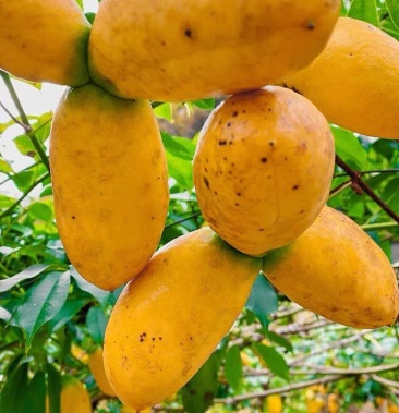 九月黄苗皮薄肉多籽少高产包成活包售后服务