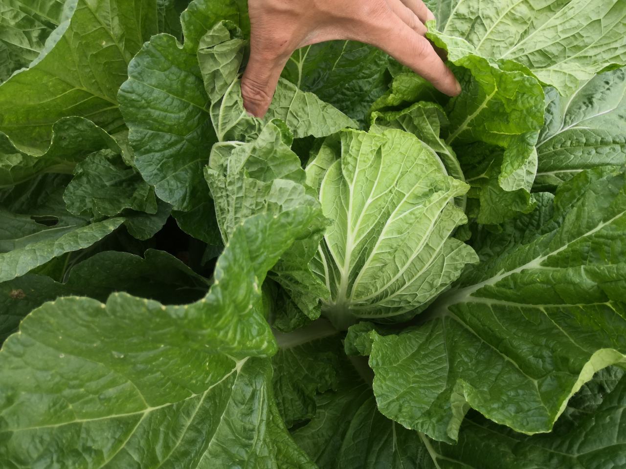 展示青杂三号白菜的鲜嫩叶片,绿色自然,叶脉清晰 二青白菜的鲜嫩叶片特写