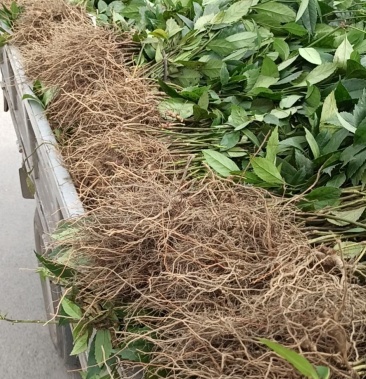 草珊瑚苗九节茶苗大量供应