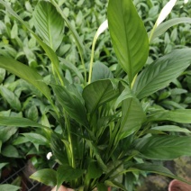 白掌，美酒，绿植，鲜花