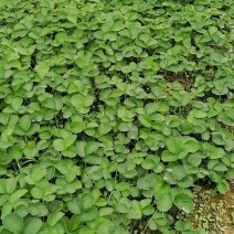 越秀巧克力草莓，全脱毒苗，果形饱满