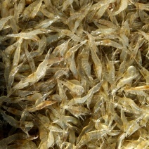 淡水河虾米虾草虾鲜活河虾。。。