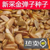 新采金弹子种子川弹子种籽乌柿盆景种子刺柿山柿籽高档名贵盆