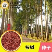 新采桉树种子大小叶桉树柠檬按林木种子速生桉树