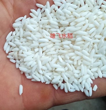 [糯稻谷批发]糯谷长糯稻订单种子红糯1号糯稻价格1.86元/斤 - 一亩田