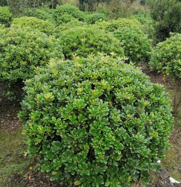 产地批发海桐球 1米—1.5米海桐球基地直销 一手货源