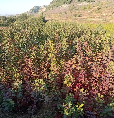 黄栌黄栌黄栌黄栌黄栌黄栌黄栌黄栌黄栌黄栌黄栌黄栌黄栌黄栌