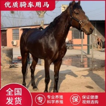 骑乘马小矮马驯养温顺纯血半血汗血马驹景区旅游区用马活体