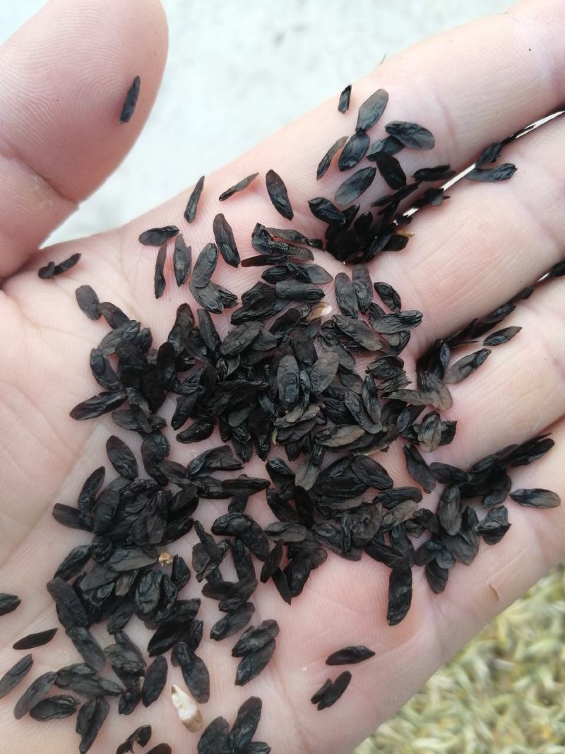 玉簪种子,紫玉簪,白玉簪都有