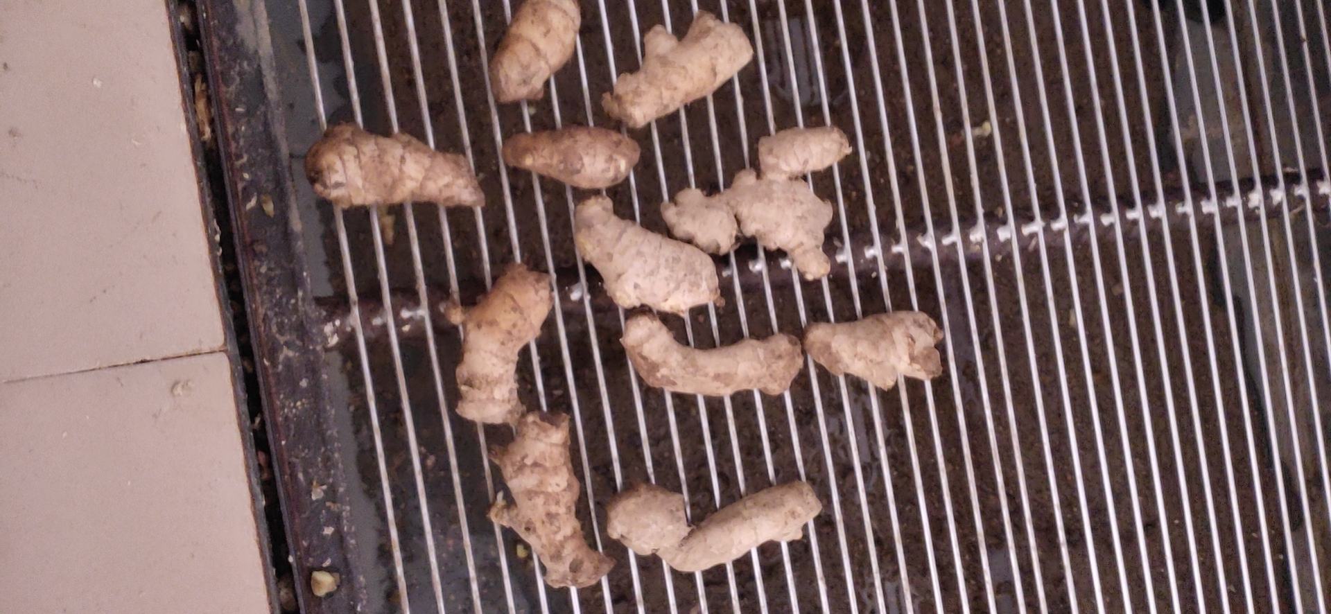 信息可视化图表展示子姜与老姜营养差异,以及犬类可接受生姜摄入的安全阈值范围 对比图:左侧为新鲜子姜与老姜的横切面对比,右侧列出狗粮成分表与生姜活性成分说明