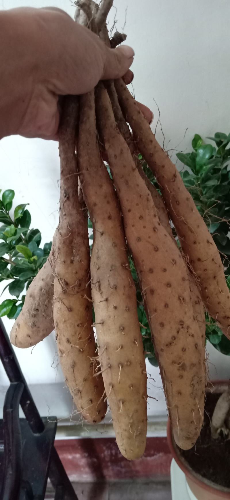 白玉山药苗,新地,无杂菌