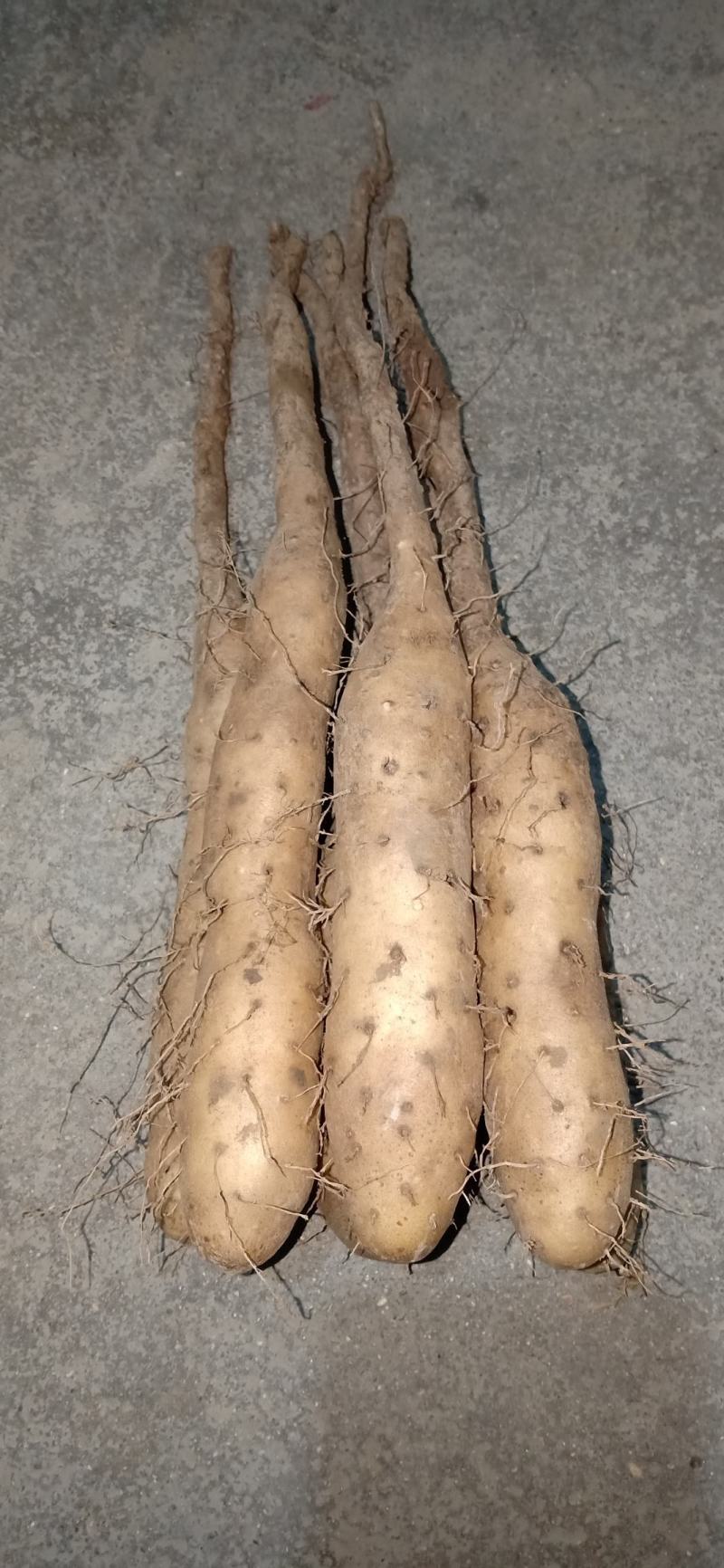 白玉山药苗,新地,无杂菌