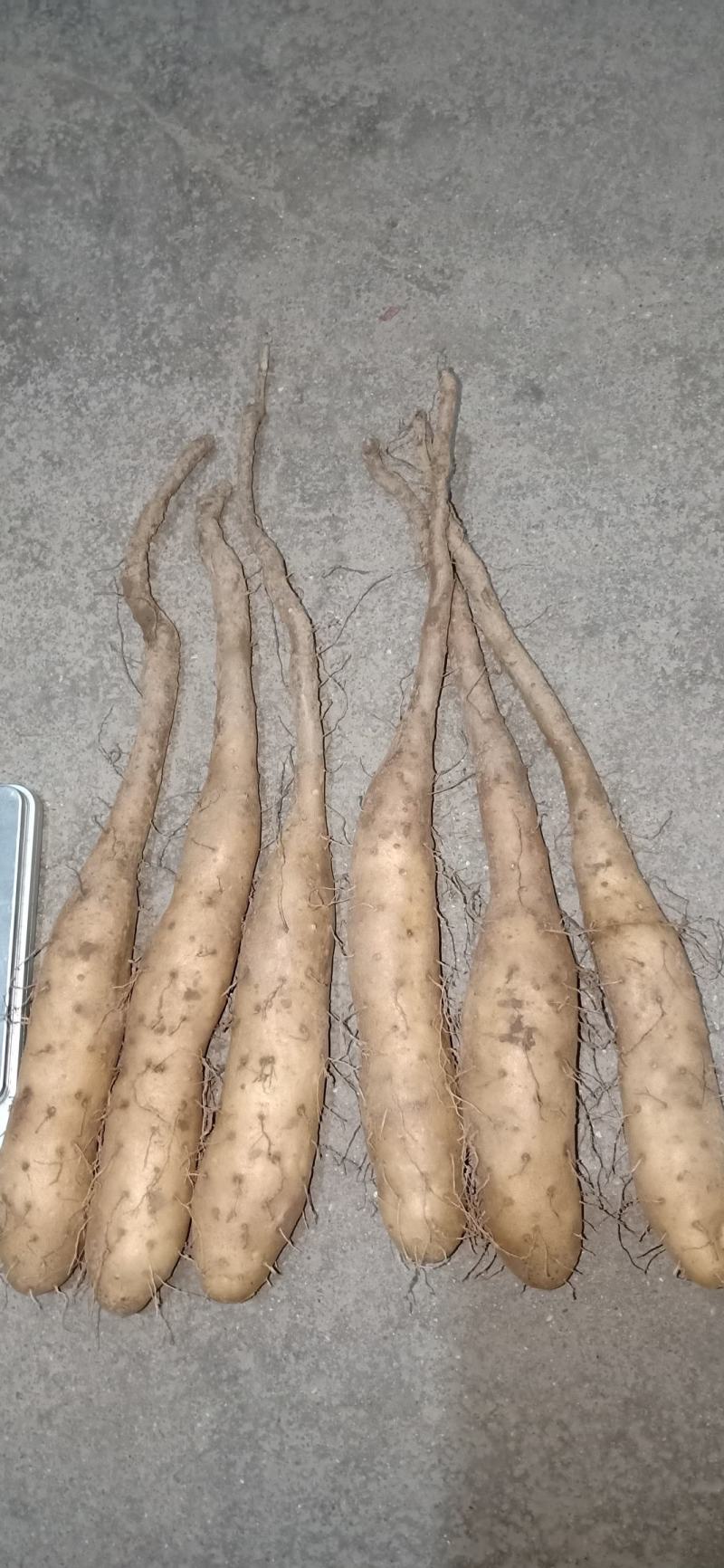 白玉山药苗,新地,无杂菌