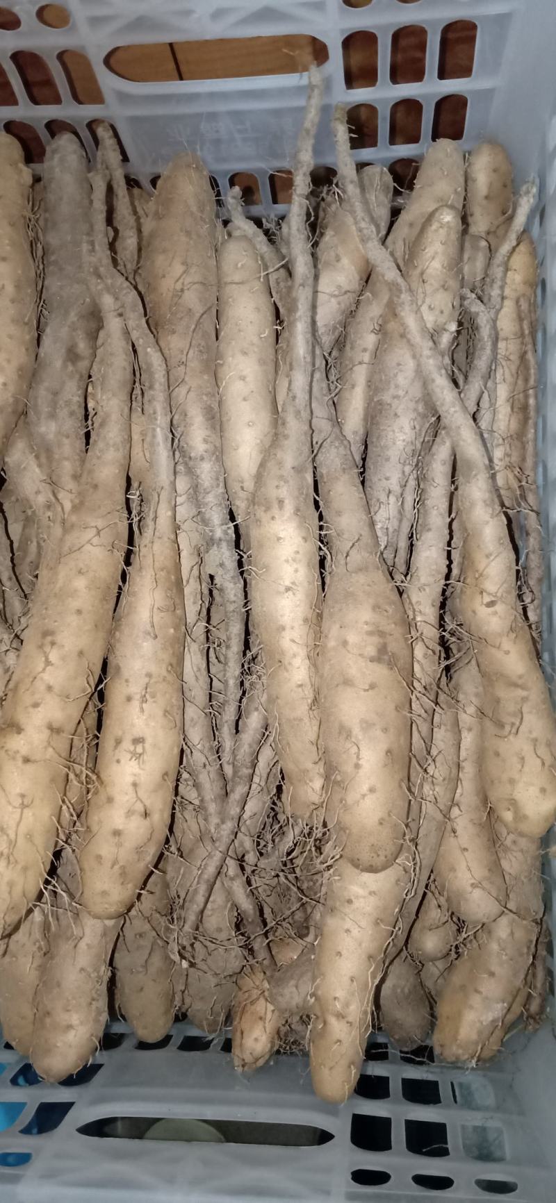 白玉山药苗,新地,无杂菌