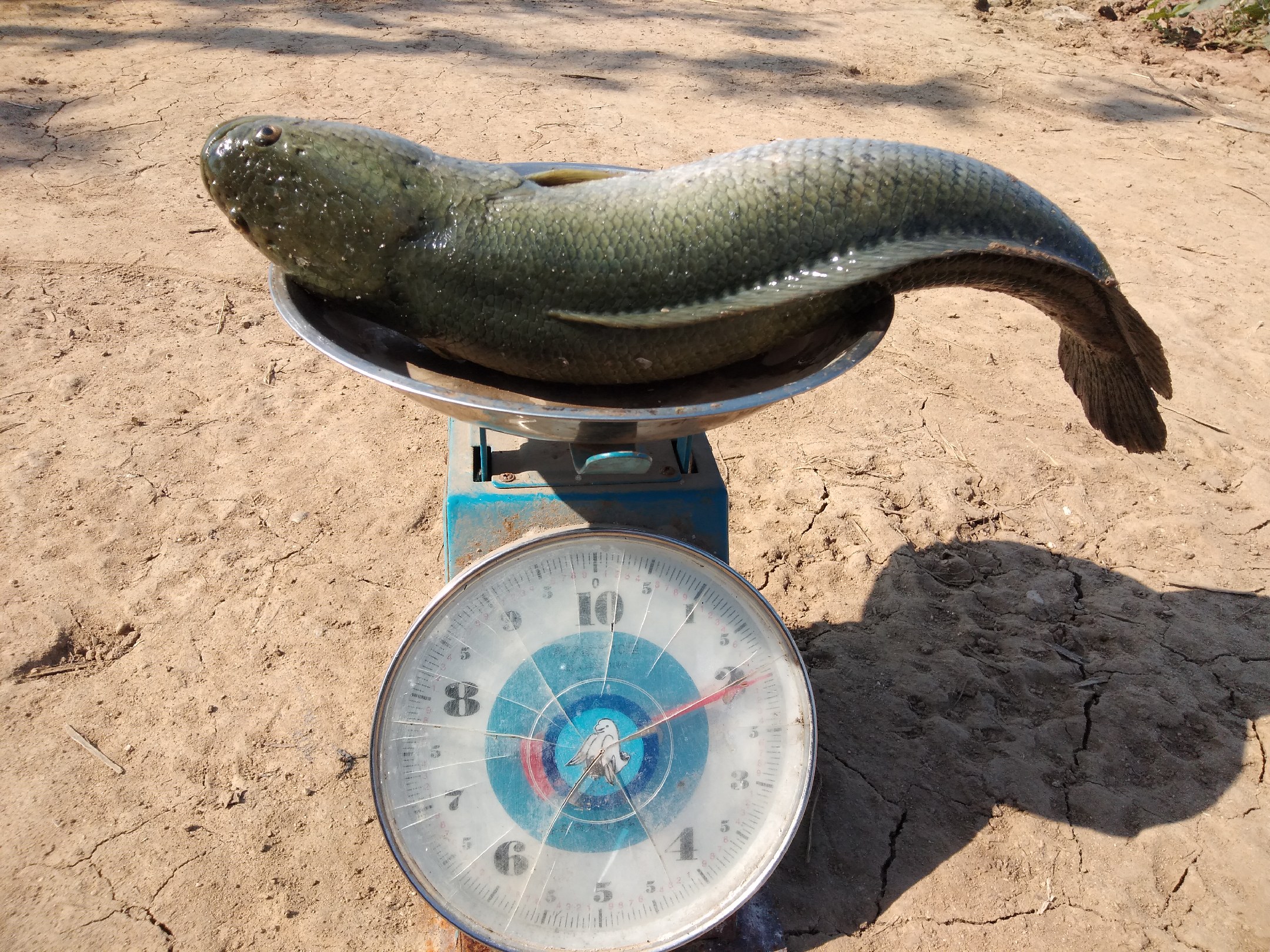 [黑鱼批发]黑鱼精品黑鱼基地养殖成鱼1-5斤现大量出售!价格10.