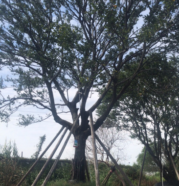 [相思树批发]出售朴树又叫相思树名价格48000.00元/棵 - 一亩田