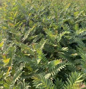 [批发]大量供应优质枫杨苗,价格0.25元/棵 - 一亩田