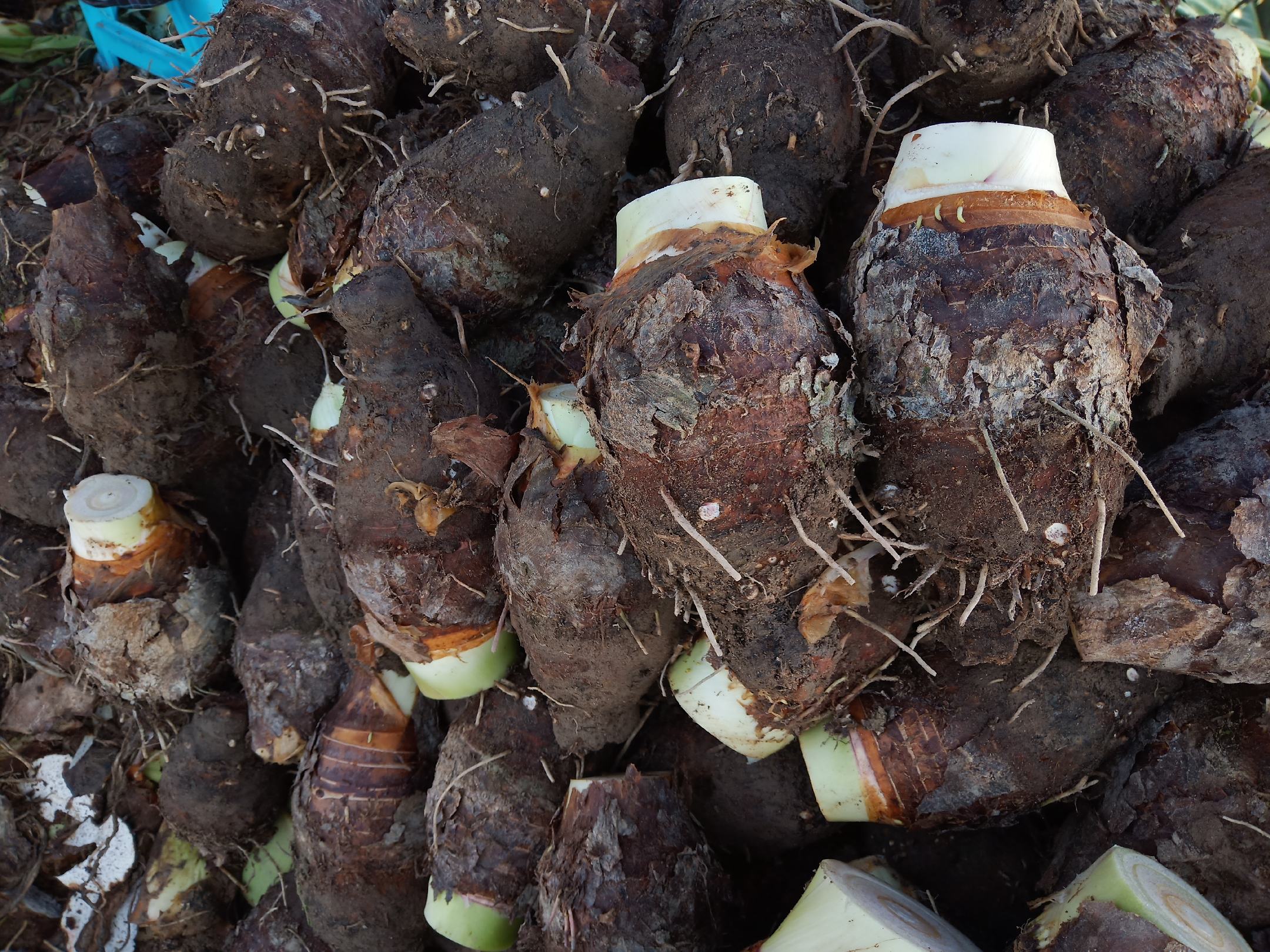 两个竹筐并列摆放,左侧为正宗荔浦芋头:个头大、表皮棕褐带紫红条纹;右侧为普通水芋:个头小、表皮灰白、无花纹;中间放置一张放大镜聚焦在切面上,突出左侧的槟榔花纹与右侧的白色组织对比 市场摊位真假荔浦芋头对比摆放