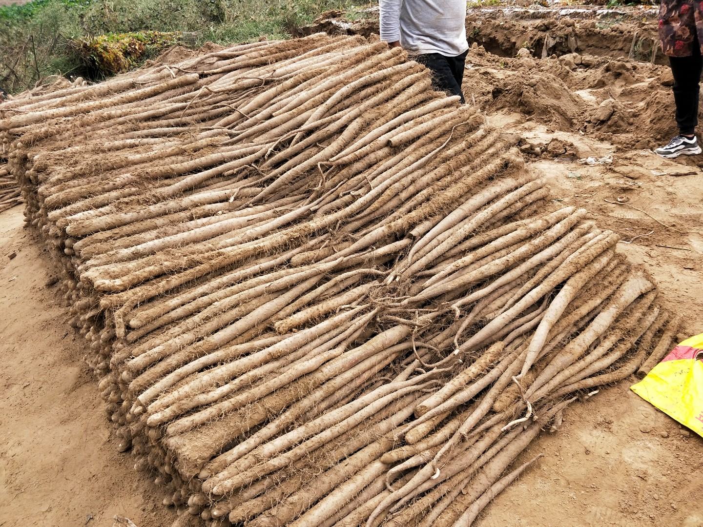农民采收白玉山药场景