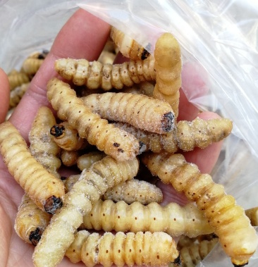 柴虫 木虫哈虫干冻货活体速冻食用6公分产地直供