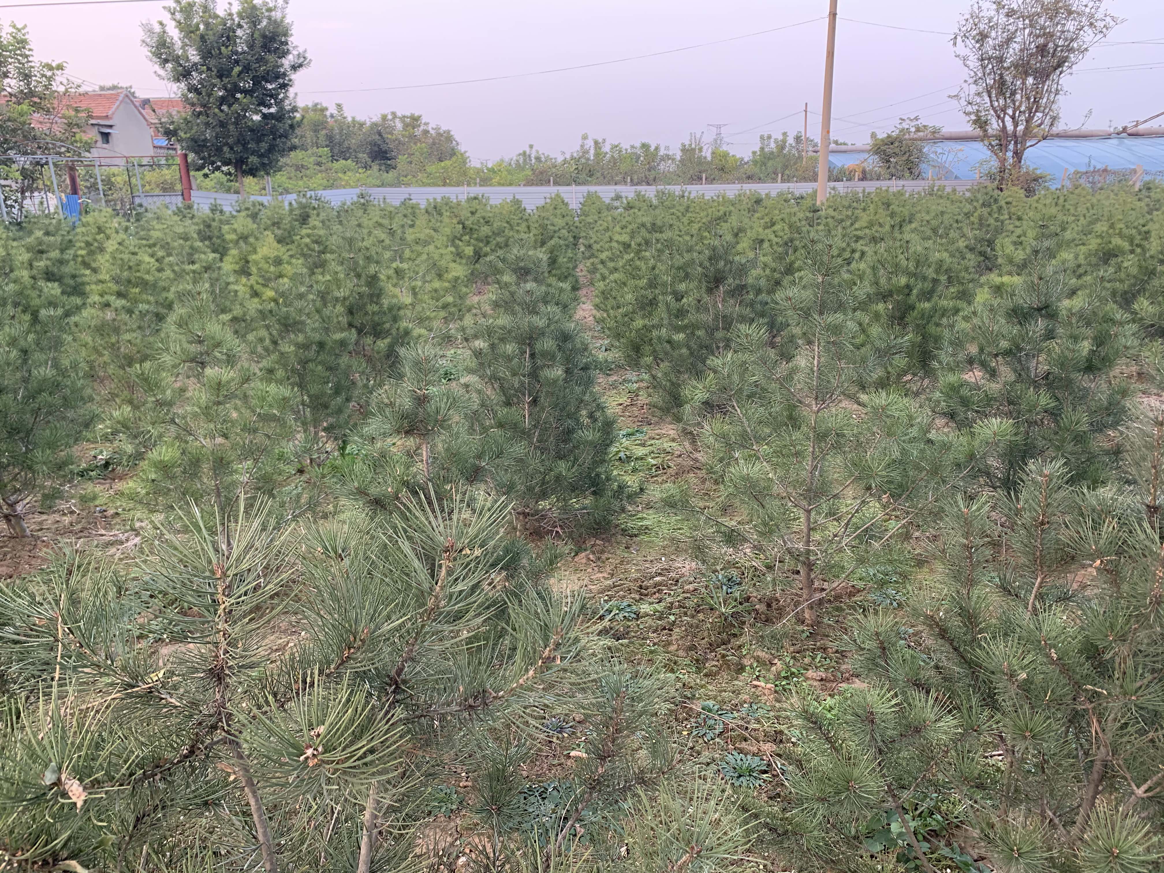 白皮松树苗种植基地