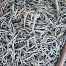 银针鱼，新货新到家，质量不错，大量现货批发！可以即食