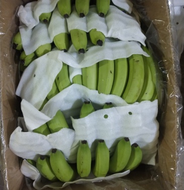 批发天地盖香蕉生蕉二黄大黄大量有货26斤