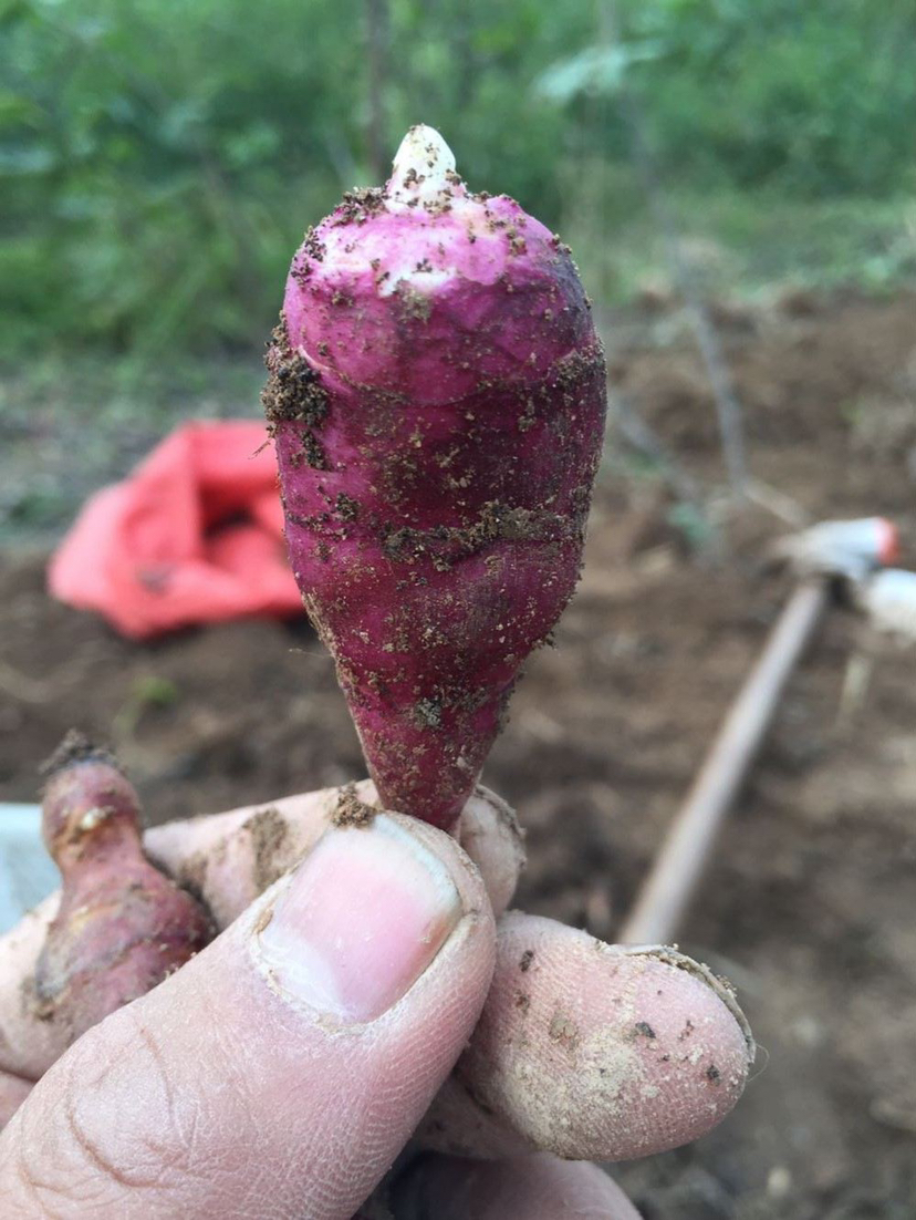 [菊芋批发]山东郓城胰岛果 红果菊芋 红菊芋基地直供价格40.