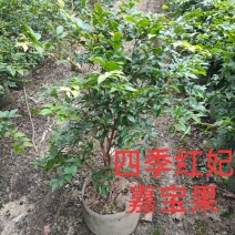 四季红妃嘉宝果苗台湾水果苗庭院盆栽果树当年结果