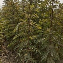 一年生两年生大红袍花椒苗