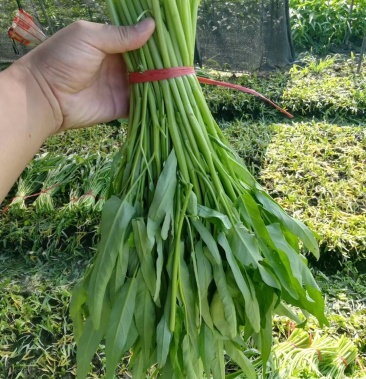 福建精品空心菜蔬菜供应商,全国各地均可发货!