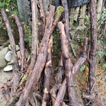 野生山木香根批发，零售