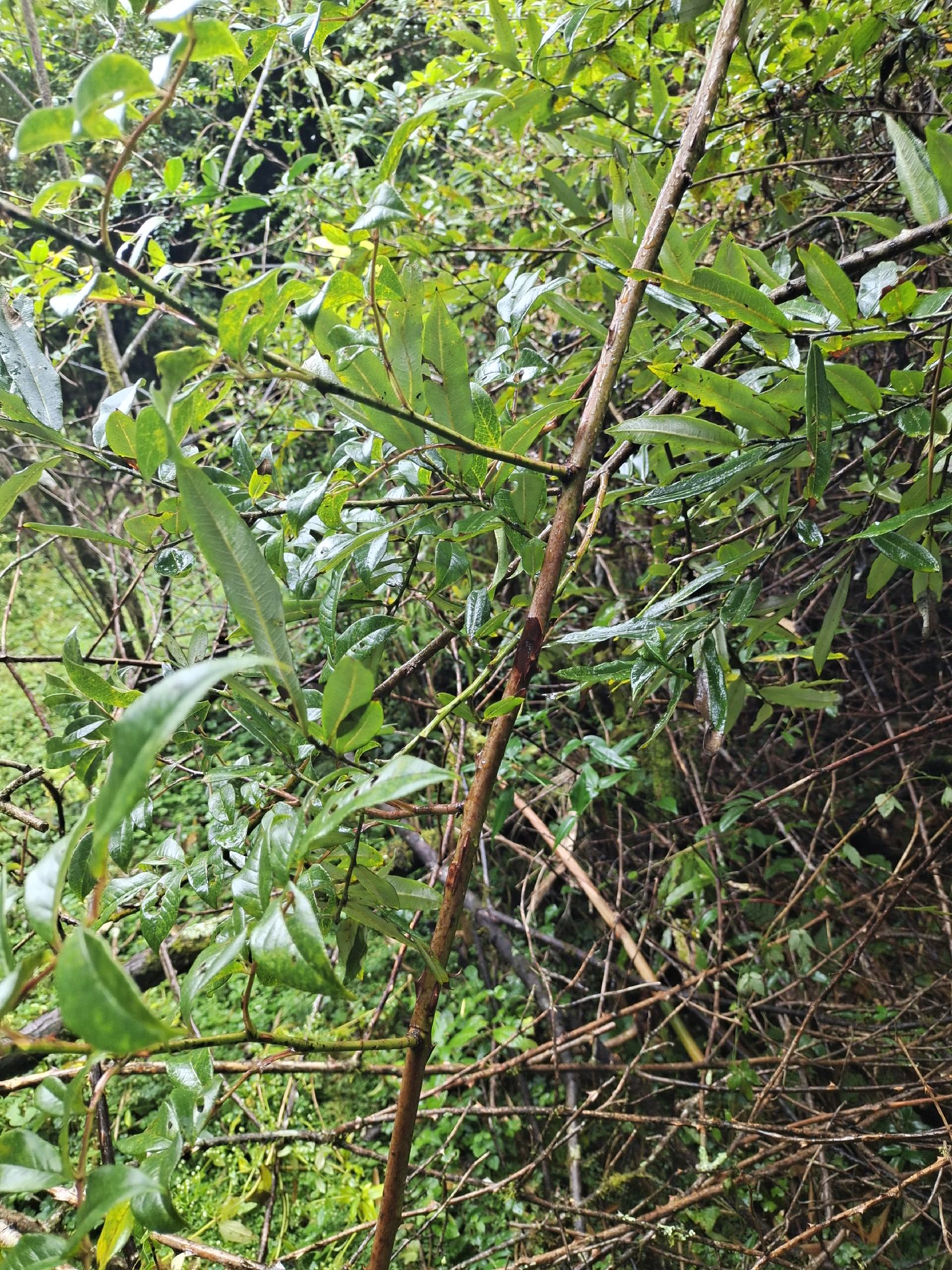 野生山木香根批发零售