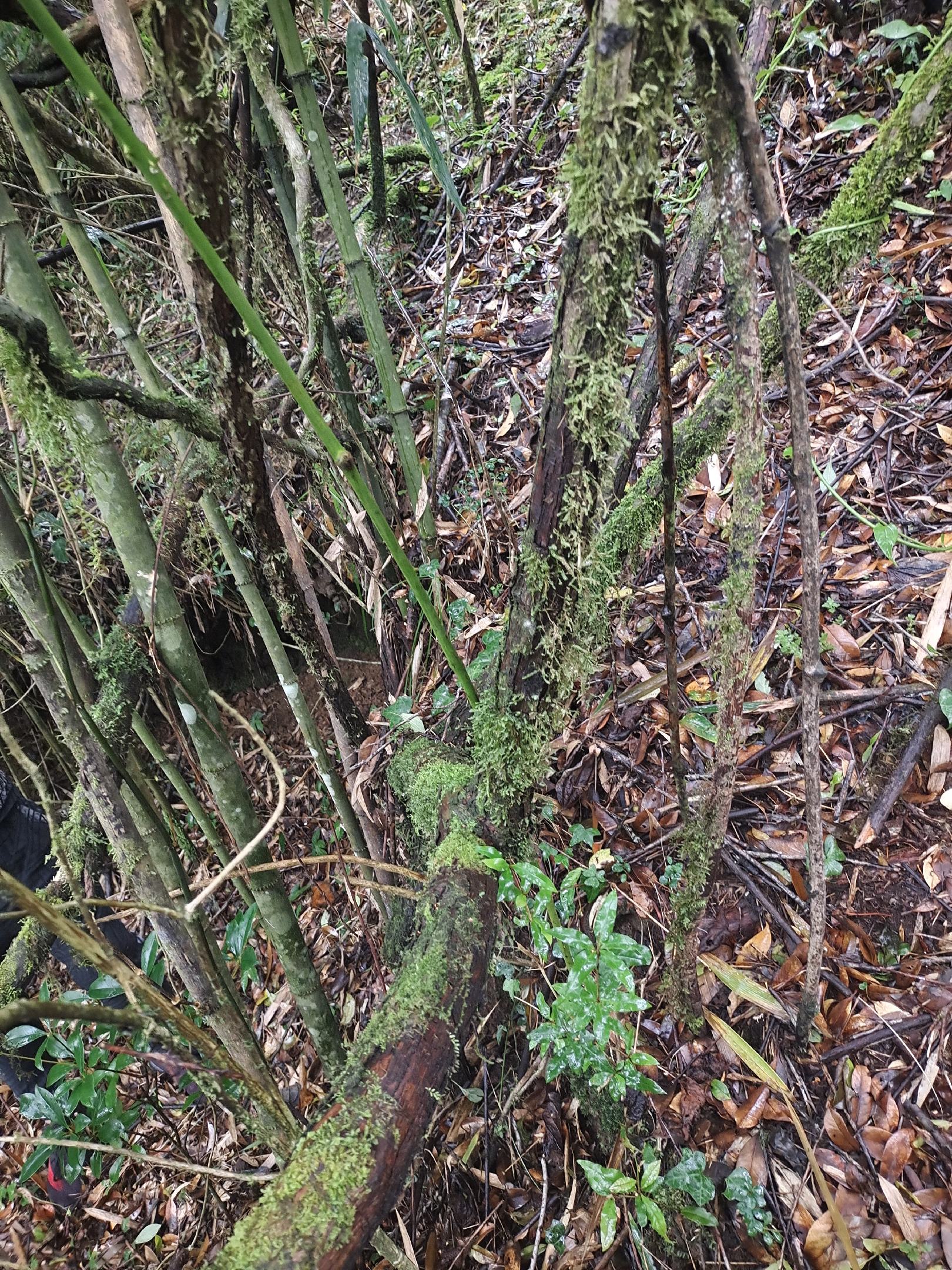 野生山木香根批發零售