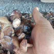 松蘑，盐渍品，无虫道，