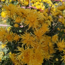 金丝菊花