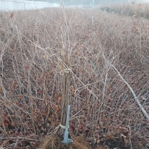 【精选】软枣苗一手货源二年生三年生软枣苗数量有限量大从优