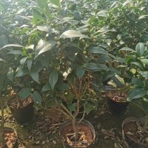 茶花盆栽永福基地直销一手货源长期供应货源稳定批发零售均可