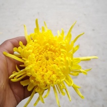 金丝皇菊婺源皇菊求购