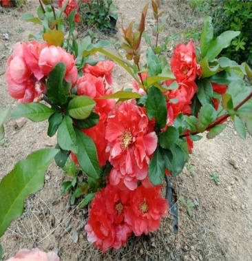 海棠花盆栽 海棠苗 世界一海棠室内盆景 盆栽 地栽