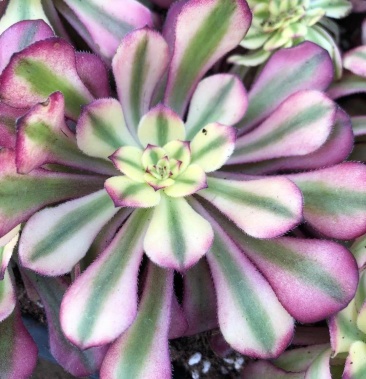 多肉植物多肉法师红颜法师砍头