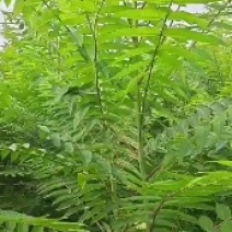 臭椿，2公分臭椿，3公分臭椿，4公分臭椿，5公分臭椿，