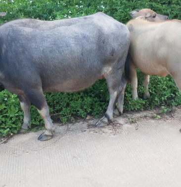 [水牛批发]原生态全年放养本地土黄牛,水牛价格10000.