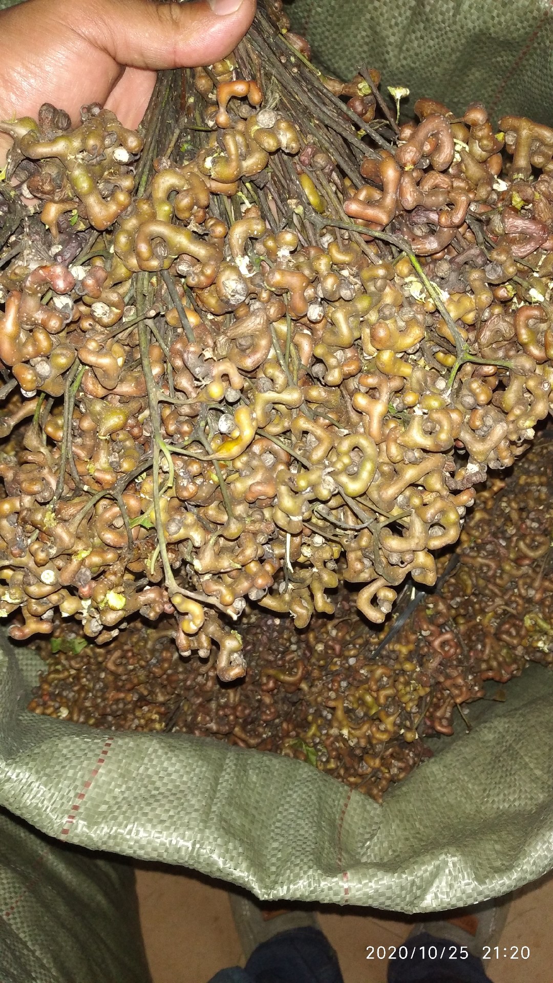 广东本地拐枣新鲜万寿果包邮