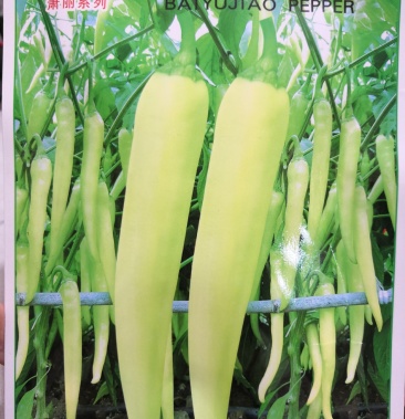 [批发]白玉椒种子抗病高产白色辣椒种子内地腌酸专用品种价格40.