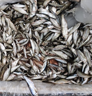 小白条餐子鱼鲜货冻货都有